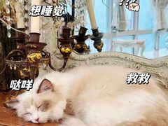 -共舞时光猫咖·狗咖(新街口店)