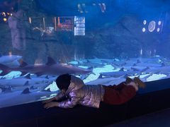 -烟台海昌鲸鲨海洋公园