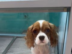 -FAELING PETS美天灵宠物(合生汇店)