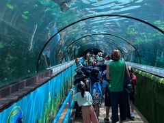 -悉尼海洋生物水族馆