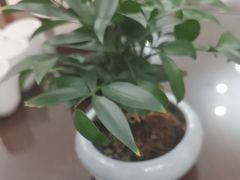 -茶港食堂(武昌店)