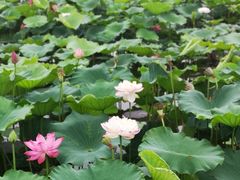 -荷塘月色湿地公园·向阳花洲