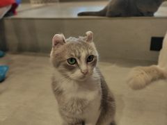 -猫儿山۰猫主题餐厅