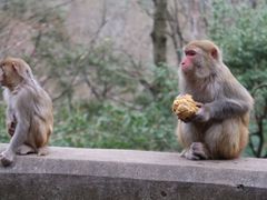 -黔灵山公园