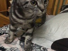 -瑞派长江宠物医院·猫科·外科·24小时夜护(谊城公寓分院)