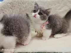-十年猫舍·猫咪专门店(普陀店)