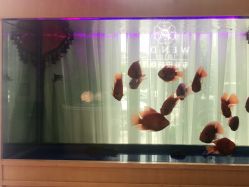 点击看大图 -WENDY·温迪皮肤管理