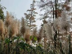 -贡湖湾湿地公园