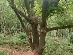 -上海佘山国家森林公园天马山园