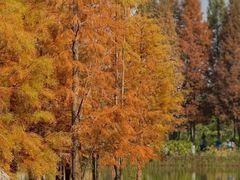 -白鹭湾湿地公园