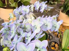 -龙大花卉苗木市场