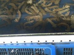 -山东八大碗山东老字号