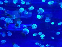 -左海海底世界