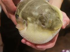 -肆月河豚·新淮扬(金融街店)