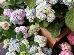 -桂林市花鸟市场