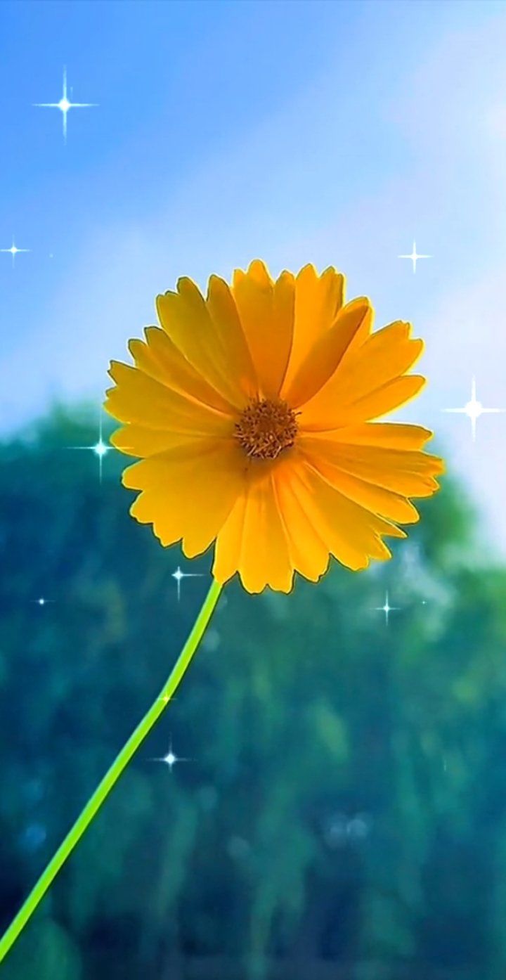 清晨花朵上的露珠故事