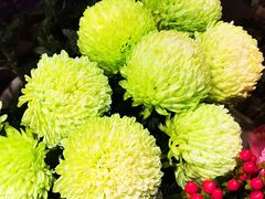 -双季花艺园艺市场(浦东店)