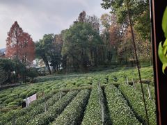 -野蔓果·山野菜(西湖景区·龙井茶田店)