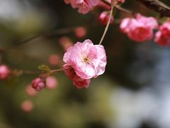 -燕郊植物园