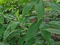 -广州神农草堂中医药博物馆