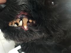 -萌萌喵宠物(百水芊城阅水坊店)