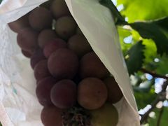 -马陆小张葡萄园农家乐