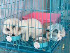 -翊宠yipet猫狗购宠庄园犬舍•猫舍