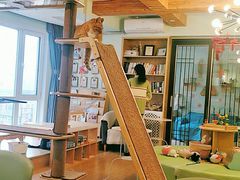 -MOYOYO猫咪咖啡店