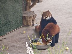 -青藏高原野生动物园