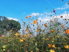 -莲花岛景区