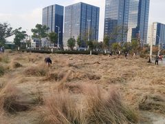 -映月湖中央公园
