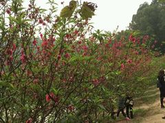 -南国桃园旅游度假区