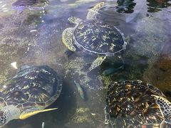 -野山舂·贵州现舂酸汤火锅(鸿通城店)