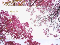 -莲花山公园