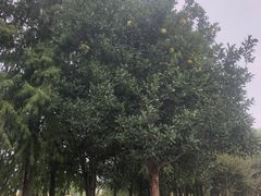 -贡湖湾湿地公园