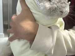 -瑞派·关忠动物医院猫科外科·异宠·24小时转诊中心(祥云店)