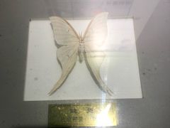 -上海昆虫博物馆