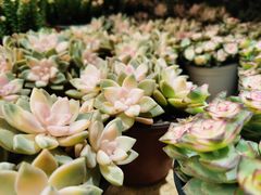 -桂林市花鸟市场