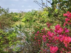 -东寨港红树林旅游区