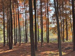 -上海海湾国家森林公园