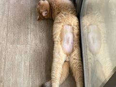 -伟伟宠物医院·CT影像中心·瑞派犬猫综合性门诊(汉口总院)