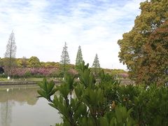 -高东镇樱花园