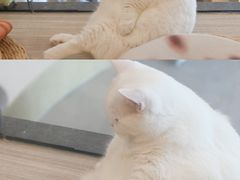 -飞行喵MR PILOT|猫舍·猫咖(静安大融城店)