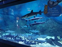 -烟台海昌鲸鲨海洋公园