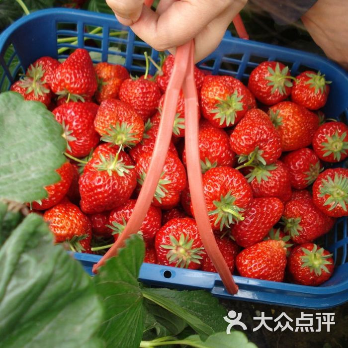 赵屯草莓基地no37又大又红哦～图片-北京采摘/农家乐-大众点评网