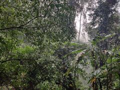 -莫里热带雨林景区