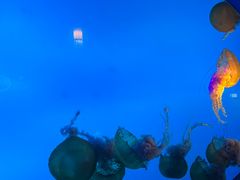 -太平洋海底世界