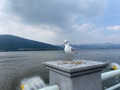 -海埂大坝