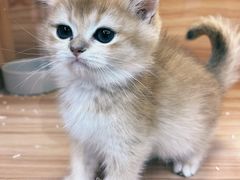 -猫十亿·布偶金渐层·曼基康矮脚猫舍(青年路店)