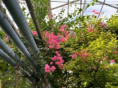 -呀路古热带植物园